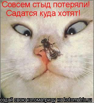 Совсем стыд потеряли! Садатся куда хотят!... Котоматрица: Совсем стыд потеряли! Садатся куда хотят!