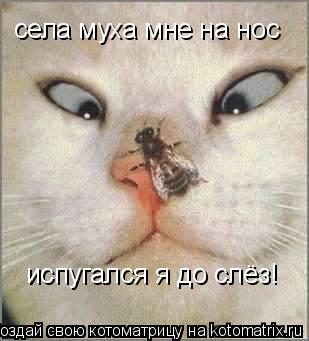 села муха мне на нос испугался я до слёз!... Котоматрица: села муха мне на нос испугался я до слёз!