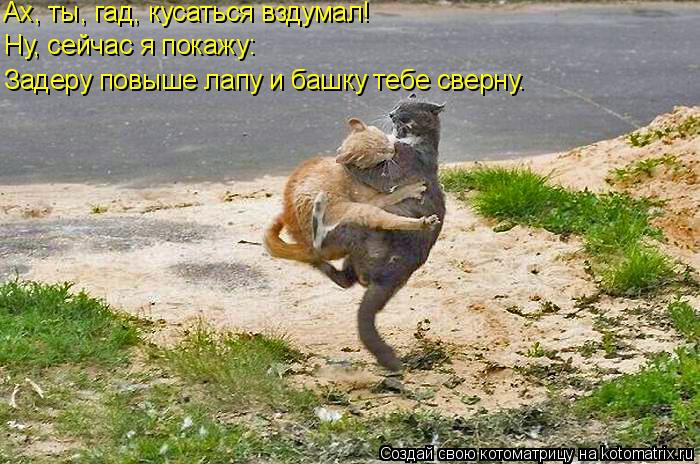 Ах, ты, гад, кусаться вздумал! Ну, сейчас я покажу: Задеру повыше лапу и башку тебе сверну.... Котоматрица: Ах, ты, гад, кусаться вздумал! Ну, сейчас я покажу: Задеру повыше лапу и башку тебе сверну.