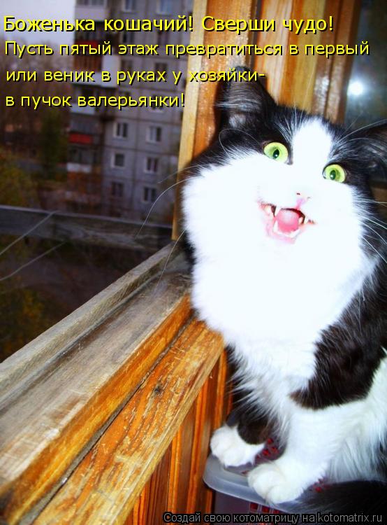 Боженька кошачий! Сверши чудо! Пусть пятый этаж превратиться в первый или веник в руках у хозяйки- в ... Котоматрица: Боженька кошачий! Сверши чудо! Пусть пятый этаж превратиться в первый или веник в руках у хозяйки- в пучок валерьянки!