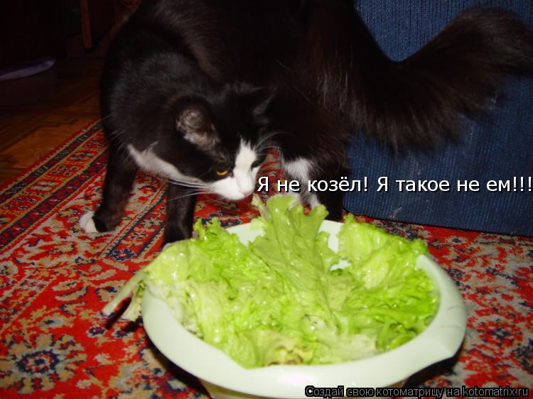 Я не козёл! Я такое не ем!!!... Котоматрица: Я не козёл! Я такое не ем!!!