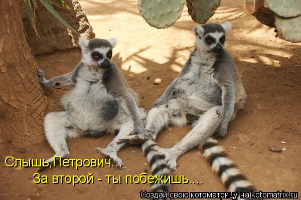 Котоматрица: Слышь,Петрович... За второй - ты побежишь....