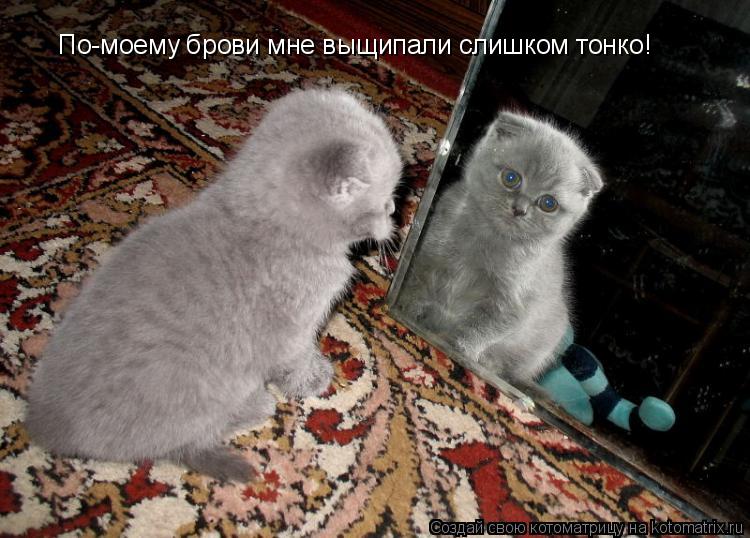Котоматрица: По-моему брови мне выщипали слишком тонко!