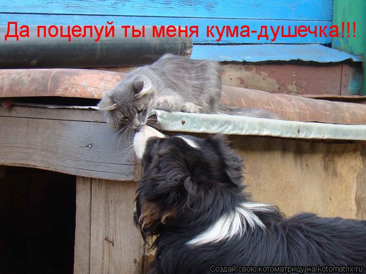 Котоматрица: Да поцелуй ты меня кума-душечка!!!
