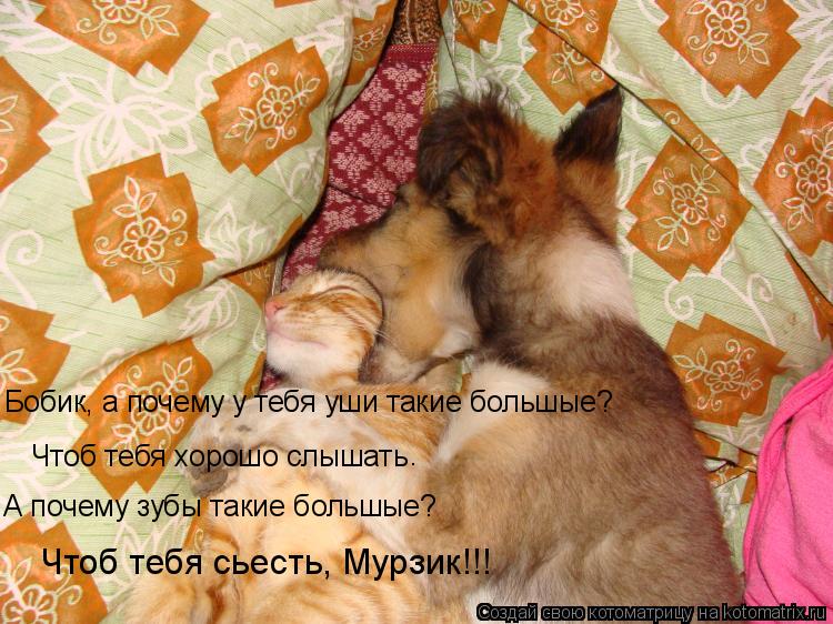 Котоматрица: А почему зубы такие большые? Чтоб тебя хорошо слышать Чтоб тебя сьесть, Мурзик!!! Бобик, а почему у тебя уши такие большые? .