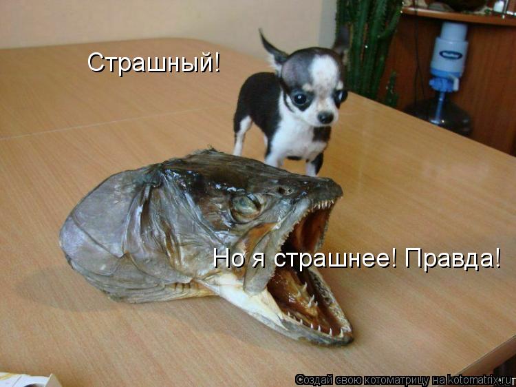 Котоматрица: Страшный! Но я страшнее! Правда!
