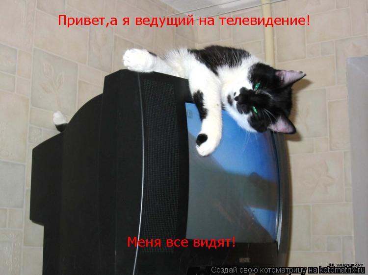 Котоматрица: Привет,а я ведущий на телевидение! Меня все видят!