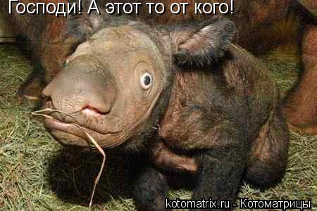 Котоматрица: Господи! А этот то от кого!