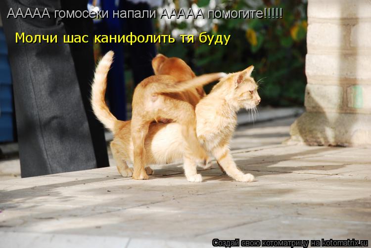 Котоматрица: ААААА гомосеки напали ААААА помогите!!!!! Молчи шас канифолить тя буду