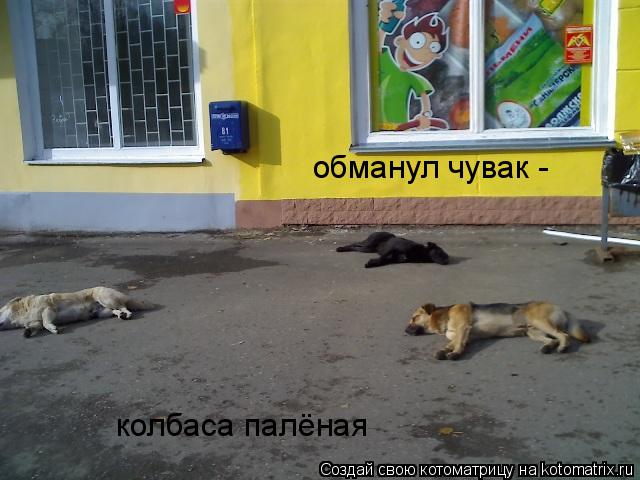 Котоматрица: обманул чувак - колбаса палёная