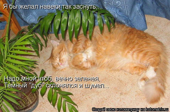 Котоматрица: Я бы желал навеки так заснуть,... Надо мной чтоб, вечно зеленея, Темный "дуб" склонялся и шумел...