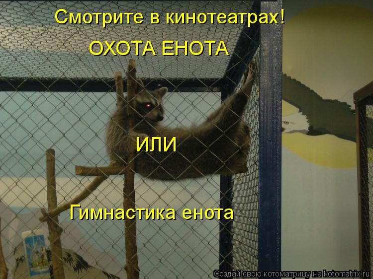 Котоматрица: Смотрите в кинотеатрах! ОХОТА ЕНОТА ИЛИ Гимнастика енота
