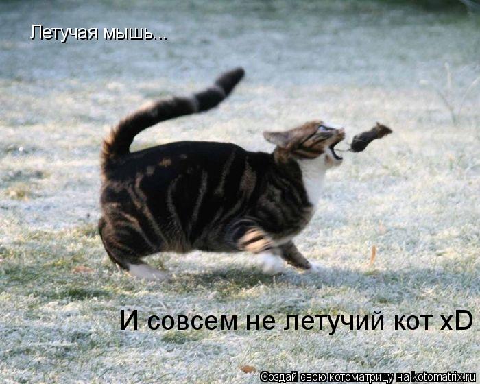 Котоматрица: Летучая мышь... И совсем не летучий кот xD