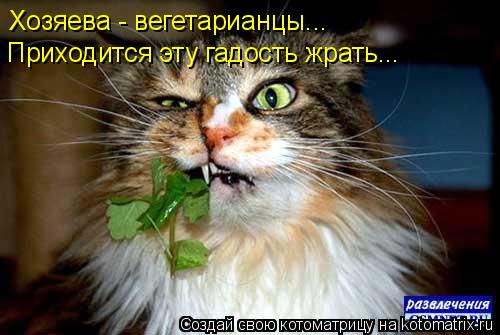Хозяева - вегетарианцы... Приходится эту гадость жрать...... Котоматрица: Хозяева - вегетарианцы... Приходится эту гадость жрать...