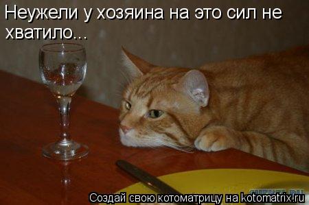 Неужели у хозяина на это сил не хватило...... Котоматрица: Неужели у хозяина на это сил не хватило...