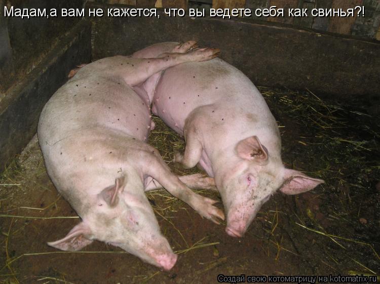 Котоматрица: Мадам,а вам не кажется Мадам,а вам не кажется, что вы ведете себя как свинья?!