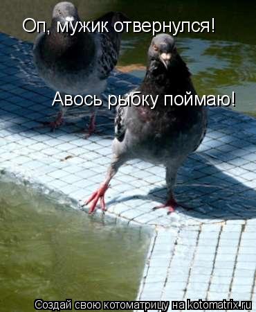 Котоматрица: Оп, мужик отвернулся!  Авось рыбку поймаю!