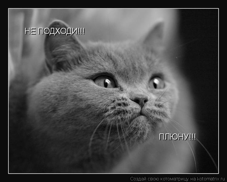 Котоматрица: НЕ ПОДХОДИ!!! ПЛЮНУ!!!
