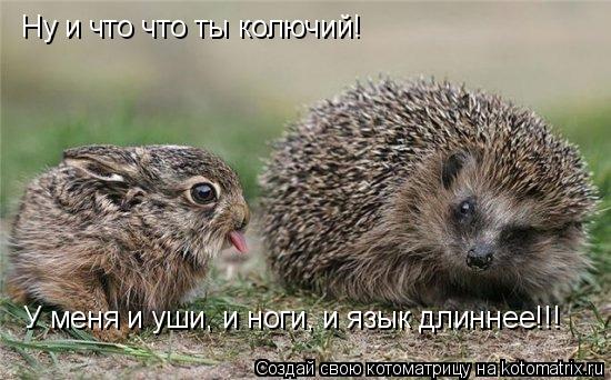 Котоматрица: Ну и что что ты колючий! У меня и уши, и ноги, и язык длиннее!!!