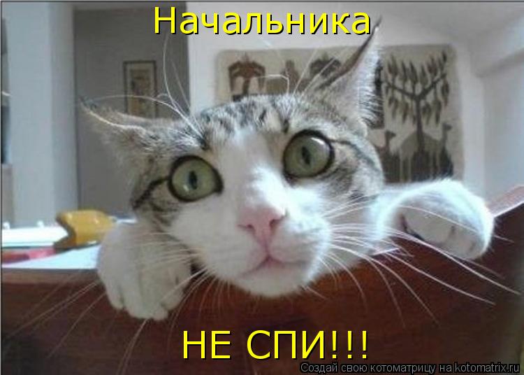 Котоматрица: Начальника НЕ СПИ!!!