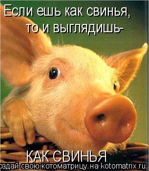 Если ешь как свинья, то и выглядишь- КАК СВИНЬЯ... Котоматрица: Если ешь как свинья, то и выглядишь- КАК СВИНЬЯ
