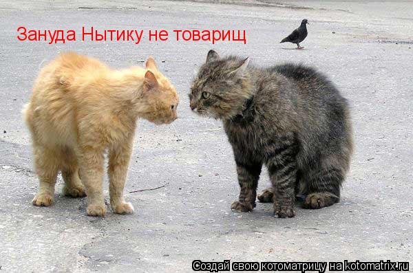 Зануда Нытику не товарищ... Котоматрица: Зануда Нытику не товарищ