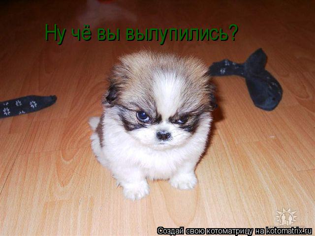 Ну чё вы вылупились?... Котоматрица: Ну чё вы вылупились?