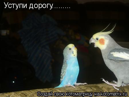 Уступи дорогу............ Котоматрица: Уступи дорогу.........