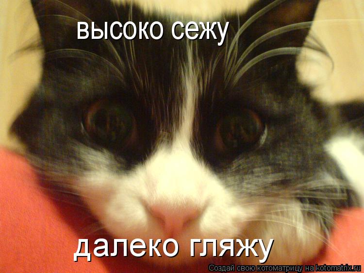 высоко сежу далеко гляжу... Котоматрица: высоко сежу далеко гляжу