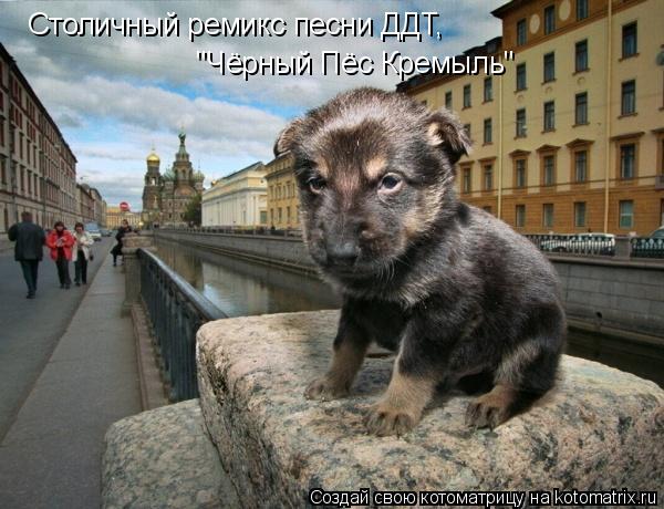Котоматрица: Столичный ремикс песни ДДТ,  "Чёрный Пёс Кремыль"
