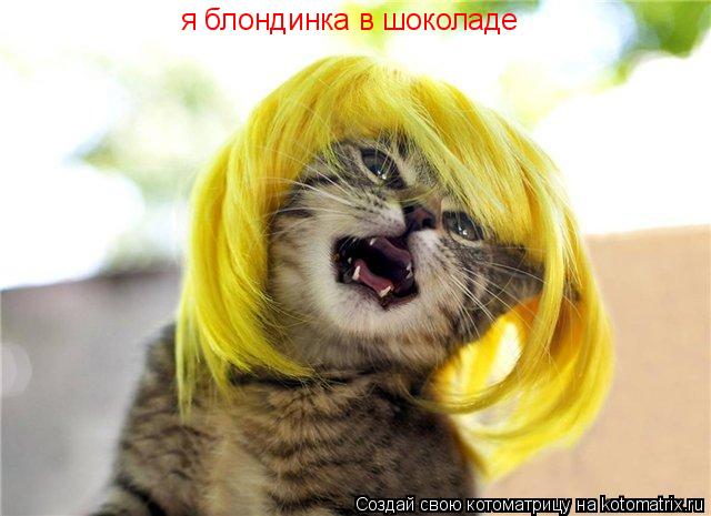 Котоматрица: я блондинка в шоколаде