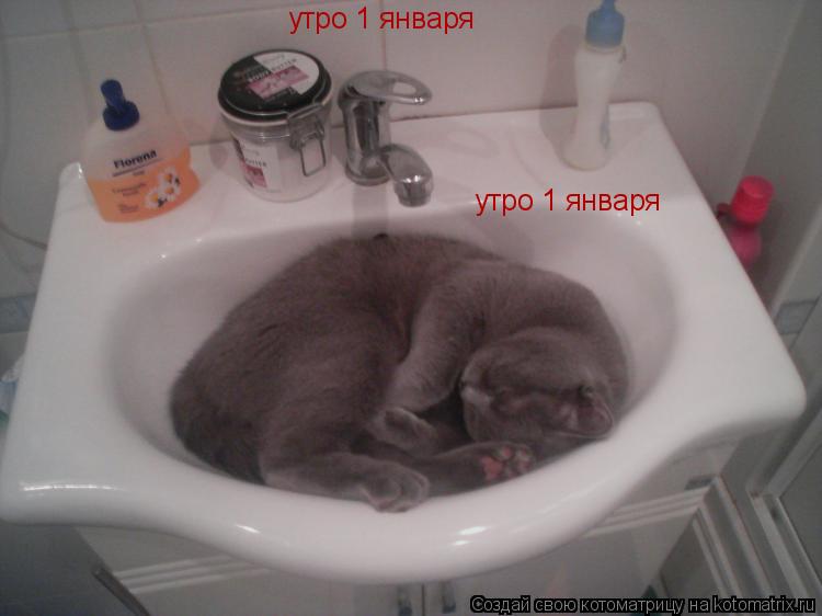 Котоматрица: утро 1 января утро 1 января