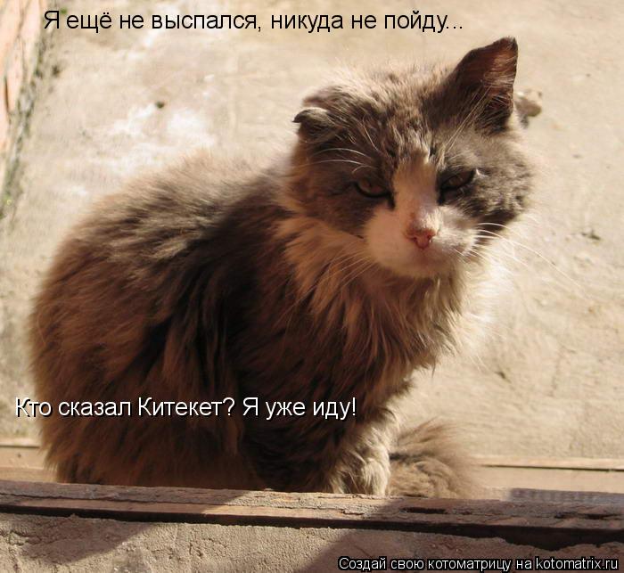 Котоматрица: Я ещё не выспался, никуда не пойду... Кто сказал Китекет? Я уже иду!