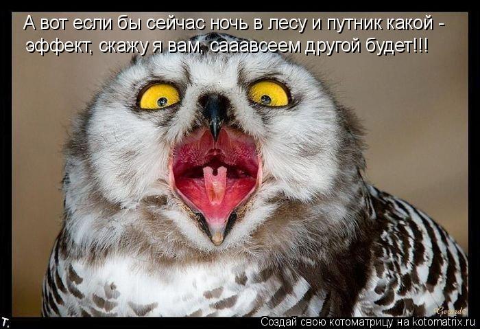 Котоматрица: А вот если бы сейчас ночь в лесу и путник какой -  эффект, скажу я вам, сааавсеем другой будет!!!