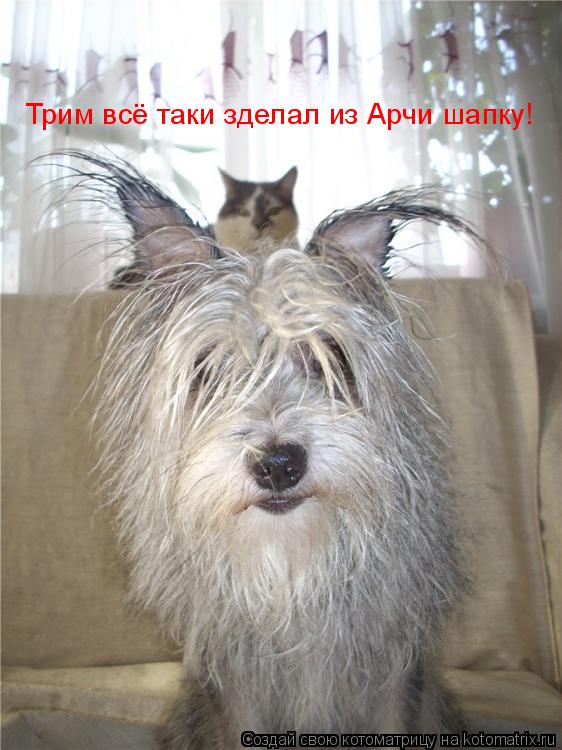 Трим всё таки зделал из Арчи шапку!... Котоматрица: Трим всё таки зделал из Арчи шапку!
