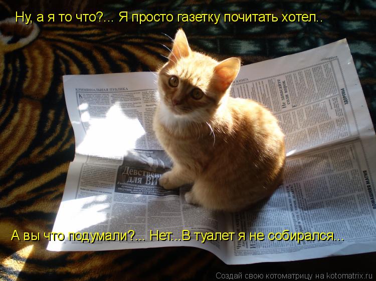Котоматрица: Ну, а я то что?... Я просто газетку почитать хотел.. А вы что подумали?... Нет...В туалет я не собирался...