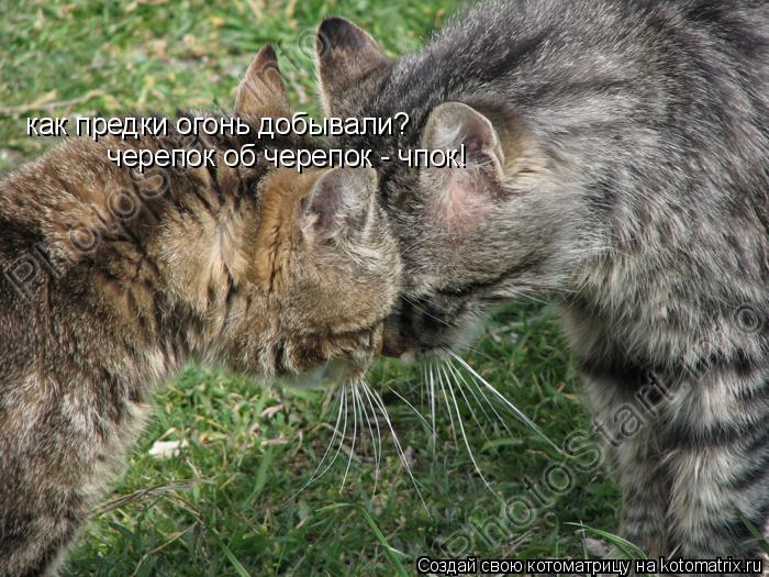 Котоматрица: как предки огонь добывали?  черепок об черепок - чпок!