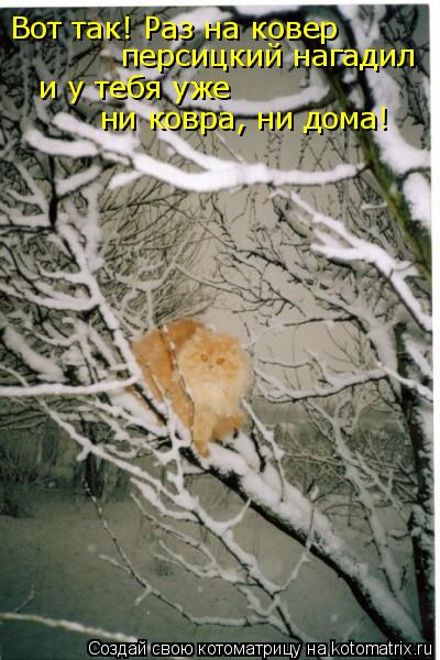 Вот так! Раз на ковер персицкий нагадил и у тебя уже ни ковра, ни дома!... Котоматрица: Вот так! Раз на ковер персицкий нагадил и у тебя уже ни ковра, ни дома!