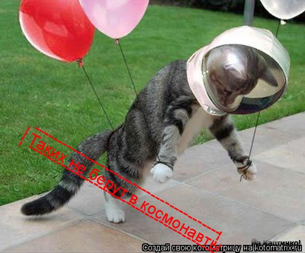 Котоматрица: Таких не берут в космонавты. ---------------------------------------- ---------------------------------------- ---- ---
