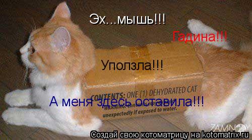Котоматрица: Эх...мышь!!! Гадина!!! Уползла!!! А меня здесь оставила!!!