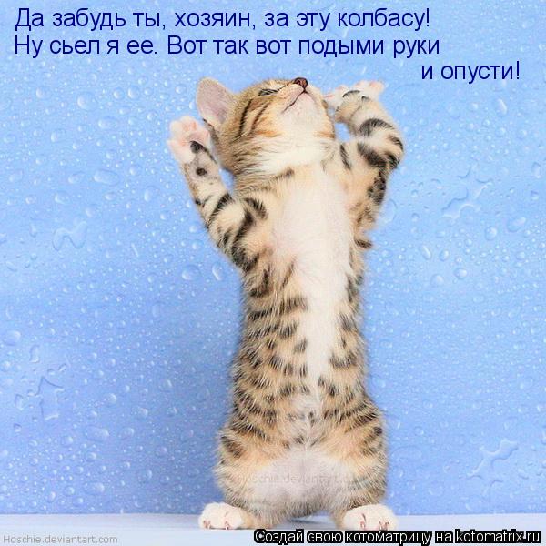 Котоматрица: Да забудь ты, хозяин, за эту колбасу! Ну сьел я ее. Вот так вот подыми руки и опусти!