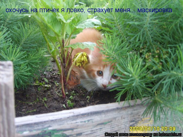 Котоматрица: охочусь на птичек я ловко, страхует меня... маскировка