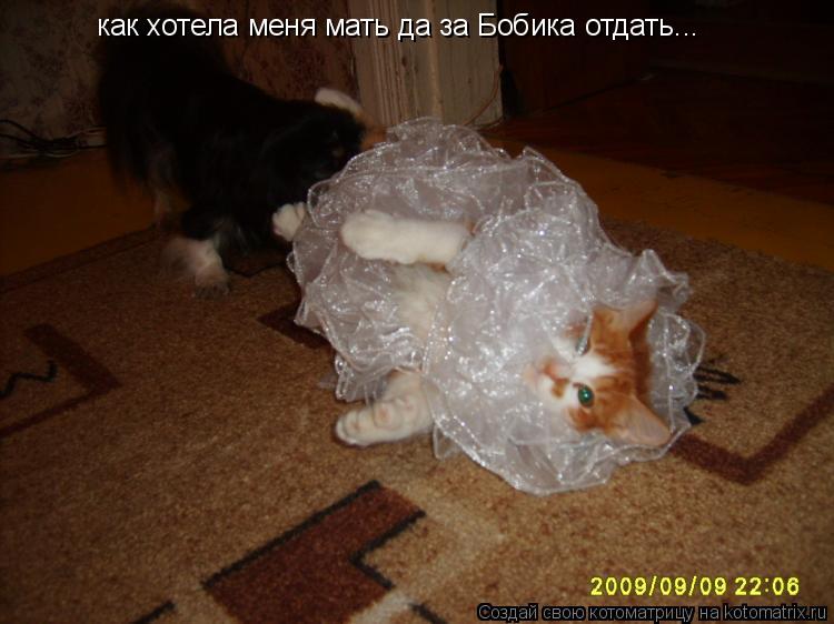 Котоматрица: как хотела меня мать да за Бобика отдать...