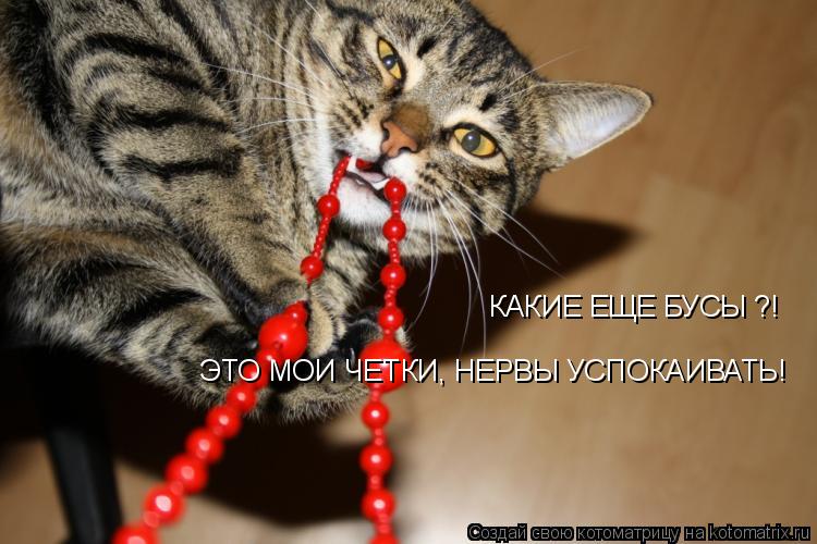 Котоматрица: КАКИЕ ЕЩЕ БУСЫ ?! ЭТО МОИ ЧЕТКИ, НЕРВЫ УСПОКАИВАТЬ!