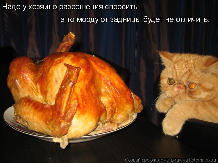 Котоматрица: Надо у хозяино разрешения спросить... а то морду от задницы будет не отличить.