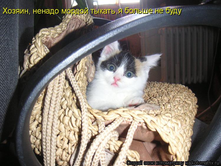 Котоматрица: Хозяин, ненадо мордой тыкать ,я больше не буду