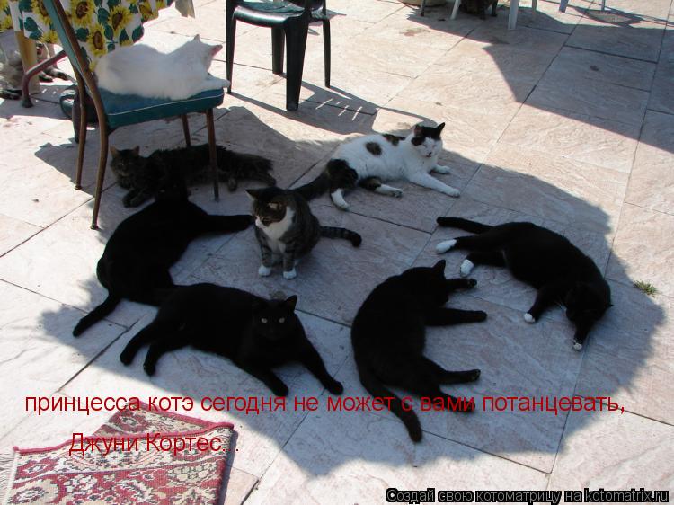Котоматрица: принцесса котэ сегодня не может с вами потанцевать,  Джуни Кортес... ,