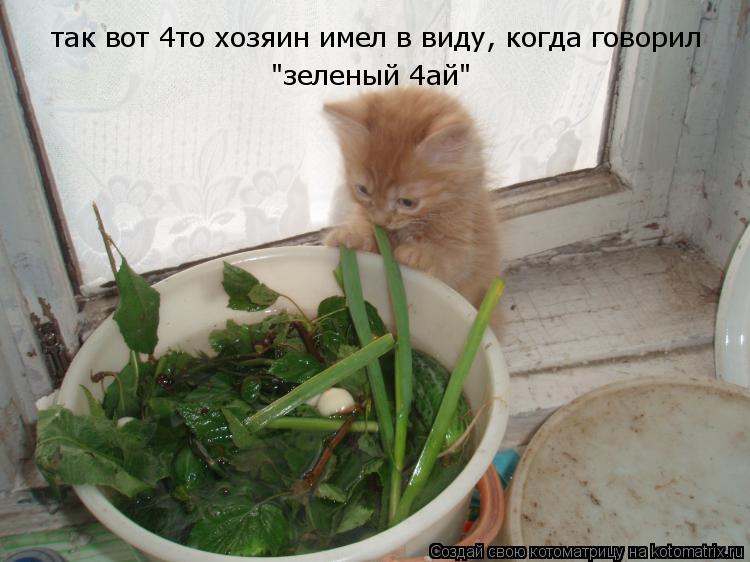 Котоматрица: так вот 4то хозяин имел в виду, когда говорил "зеленый 4ай"