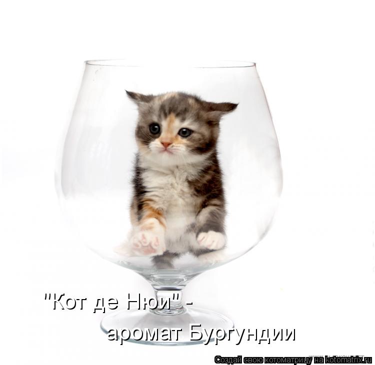 Котоматрица: "Кот де Нюи" - аромат Бургундии