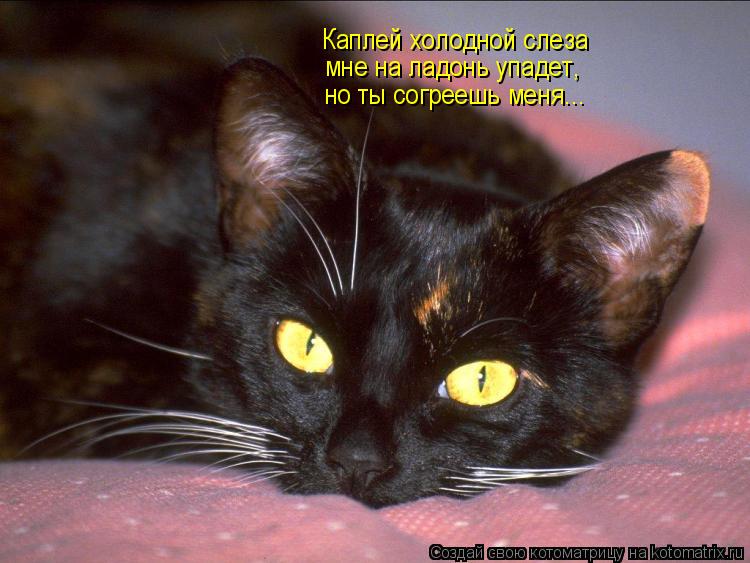 Котоматрица: Каплей холодной слеза мне на ладонь упадет, но ты согреешь меня...